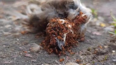 Yerdeki ölü bir serçenin üzerine üşüşen bir grup kırmızı karınca yaşamın doğal döngüsünü, çürümeyi ve ekosistemdeki böceklerin rolünü resmediyor. Doğadaki vahşi yaşam davranışının ham ama güçlü bir tasviri..