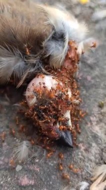 Yerdeki ölü bir serçenin üzerine üşüşen bir grup kırmızı karınca yaşamın doğal döngüsünü, çürümeyi ve ekosistemdeki böceklerin rolünü resmediyor. Doğadaki vahşi yaşam davranışının ham ama güçlü bir tasviri..