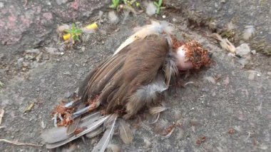 Yerdeki ölü bir serçenin üzerine üşüşen bir grup kırmızı karınca yaşamın doğal döngüsünü, çürümeyi ve ekosistemdeki böceklerin rolünü resmediyor. Doğadaki vahşi yaşam davranışının ham ama güçlü bir tasviri..