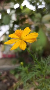 Parlak Sülfür Kozmosu çiçek açmış, canlı turuncu yapraklarını ve narin yapılarını sergiliyor. Tropikal bahçe güzelliğinin, süs bitkilerinin ve doğal cazibenin çarpıcı bir temsili..