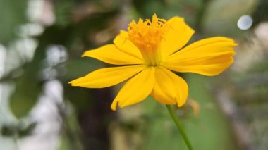 Parlak Sülfür Kozmosu çiçek açmış, canlı turuncu yapraklarını ve narin yapılarını sergiliyor. Tropikal bahçe güzelliğinin, süs bitkilerinin ve doğal cazibenin çarpıcı bir temsili..