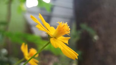 Parlak Sülfür Kozmosu çiçek açmış, canlı turuncu yapraklarını ve narin yapılarını sergiliyor. Tropikal bahçe güzelliğinin, süs bitkilerinin ve doğal cazibenin çarpıcı bir temsili..