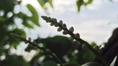 Tırmanan bir sarmaşıkta açan narin Basella alba çiçekleri yemyeşil yapraklara karşı minik beyaz çiçeklerini pembemsi çiçeklere gösteriyor. Tropikal yenilebilir bitkilerin ve doğal güzelliğin detaylı bir temsili..