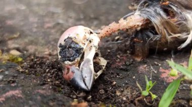 Kırılgan iskelet detaylarıyla küçük kuş anatomisinin narin ve hafif yapısını gösteren bir serçe kemiğinin yakın çekimi..