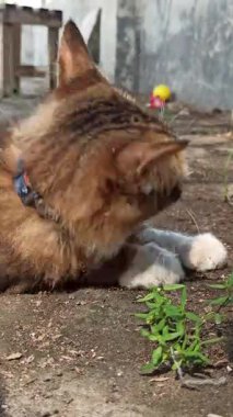 Evinin bahçesinde dinlenen sevimli bir kedi, neşeli ve meraklı ifadesiyle sıcak güneş ışığının ve huzurlu çevrenin tadını çıkarıyor..