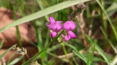 Narin taç yaprakları ve canlı yeşil yaprakları olan Desmodiastrum cinsi çiçek tropikal güzelliği, botanik çeşitliliği ve süs bahçesi cazibesini sembolize eder..