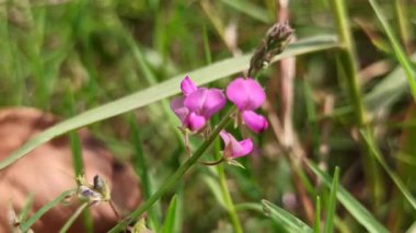 Narin taç yaprakları ve canlı yeşil yaprakları olan Desmodiastrum cinsi çiçek tropikal güzelliği, botanik çeşitliliği ve süs bahçesi cazibesini sembolize eder..