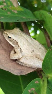 Kuru yaprakların üzerinde saklanırken küçük bir kurbağa kamufle oldu, doğal olarak çevresindeki toprak tonlarıyla harmanlandı. Yaprakların dokusu kurbağaların ihtiyatlı duruşunu arttırır. Vahşi yaşamın ve doğanın uyumlu bir sahnesini yaratır..