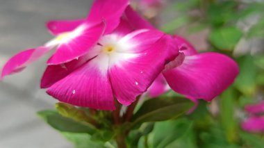 Close-up of pink Catharanthus roseus flower blooming in tropical garden, vibrant petals with natural green leaf background.