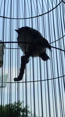 Young birds inside a cage, nestlings perched together waiting to be fed, small chicks in domestic avian enclosure.