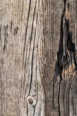 Eski çürümüş yıpranmış düğümlü kaba Pinewood Floorboard Grunge yüzey doku detay kırık
