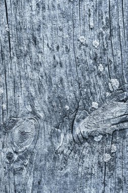 Mavi eski berbat kırık düğümlü kaba Pinewood Floorboard Grunge yüzey doku detay yıpranmış