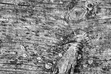 Orta gri eski yıpranmış çürük kırık düğümlü kaba Pinewood Floorboard Grunge yüzey doku detay