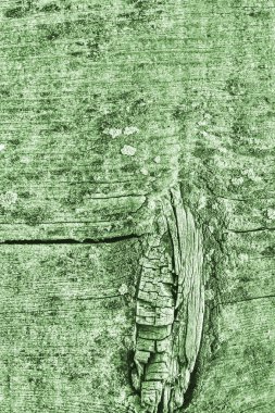 Yeşil eski yıpranmış düğümlü çam ahşap döşemeler Grunge doku detay kırık