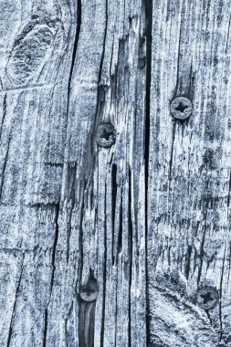 Rusty Phillips vida ile mavi eski yıpranmış kırık düğümlü çam ahşap döşemeler ayrıntı gömülü