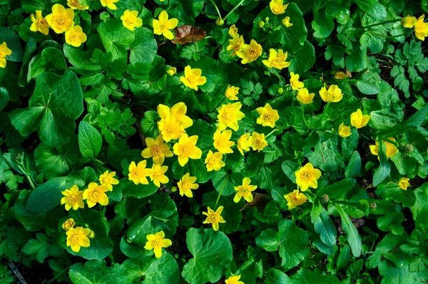 yeşil bir arka plan üzerinde sarı orman çiçek yaprakları, yakın çekim