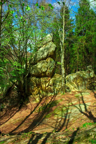 Roca Entre Los Abetos Bosque Cordillera —  Fotos de Stock