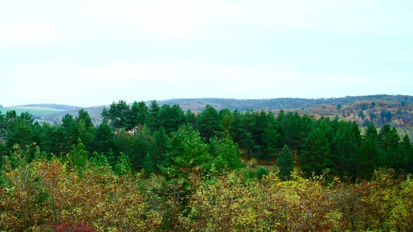 Forêt Collines Sol Panorama — Photo