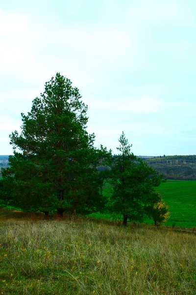Rolling Hills Dvou Borovic Listnatých Stromů — Stock fotografie