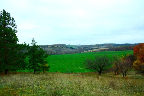 Terrain Vallonné Avec Forêts Champs Arbres Feuilles Caduques Pins — Photo