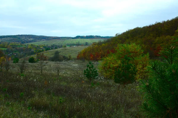 Bäume Und Büsche Sind Kleine Flauschige Kiefern Sanfte Hügel Panorama — Stockfoto