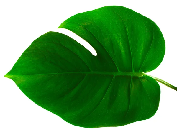 Monstera Yeşil Yaprak Beyaz Bir Arka Planda Closeup Yalıtılmış Nesne — Stok fotoğraf