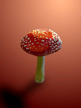 zehirli mantar, sinek agaric. Yalıtılmış nesne üzerinde karanlık bir arka plan, portre.