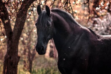 Baharda, elma ağacı parkında, çiçekli siyah frizya atı. Atların portresi.