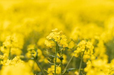 Daha yavaş odaklanan bir kolza tohumu bitkisi canlı, bulanık sarı alan içinde metin için yer var.