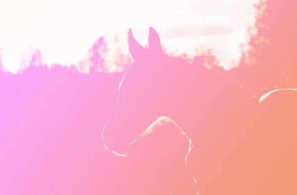 Natirale Silhouette Eines Kleinen Fohlens Rosa Pastelltönen Kopierraum Abstrakt — Stockfoto