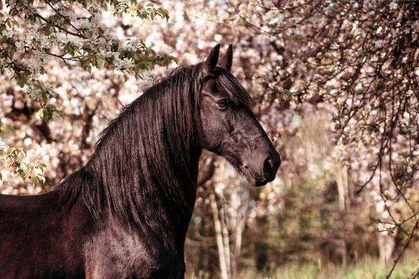 Cavalo Friesiano Preto Parque Macieira Primavera Com Flores Flor Retrato — Fotografia de Stock