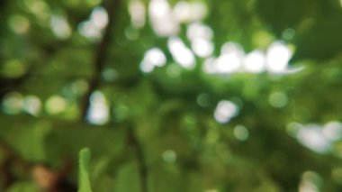 Güzel doğal yeşil ışığı bokeh arka plan. Akçaağaç arka plan ışığı sunflares ve güneş ışınları ile günbatımı rahat parlayan güneşin içinde bulanık taze yaz yeşillik.