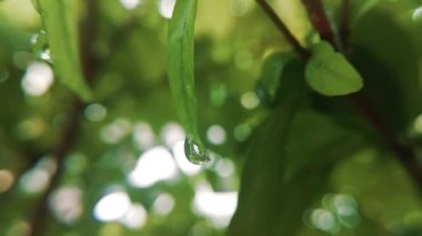 Güzel doğal yeşil ışığı bokeh arka plan. Akçaağaç arka plan ışığı sunflares ve güneş ışınları ile günbatımı rahat parlayan güneşin içinde bulanık taze yaz yeşillik.