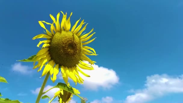 Piękny Wysoki Słonecznik Przeciwko Jasnemu Błękitnemu Letniemu Niebu — Wideo stockowe