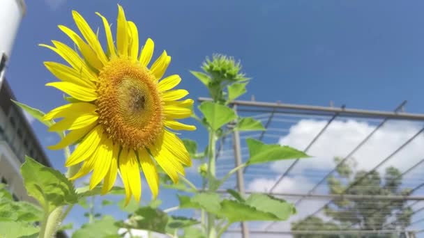 Beautiful Tall Sunflower Bright Blue Summer Sky — ストック動画