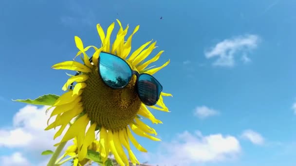 Sunflower Wearing Black Glasses Soft Breeze — ストック動画