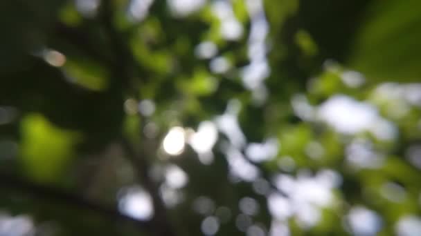 Schönen Natürlichen Grünen Sonnenschein Bokeh Hintergrund Verschwommenes Frisches Laub Der — Stockvideo