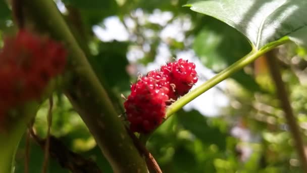 桑树红色的成熟茎近在咫尺 新鲜的花园 — 图库视频影像