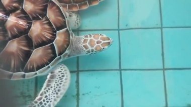 Deniz kaplumbağaları koruma havuzunda yüzerler.