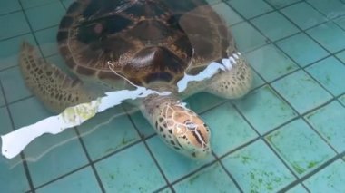 Deniz kaplumbağaları koruma havuzunda yüzerler.