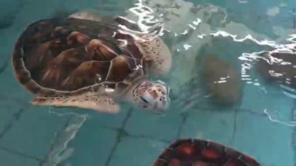 Tortugas Marinas Nadan Estanque Conservación — Vídeos de Stock