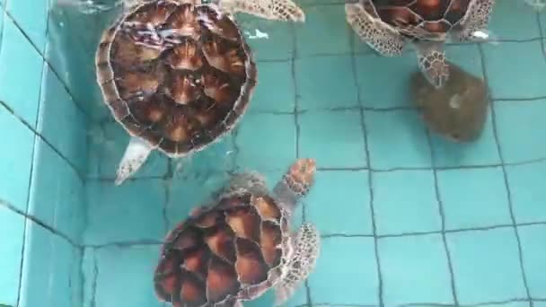 海龟在一个保育池中游泳 — 图库视频影像