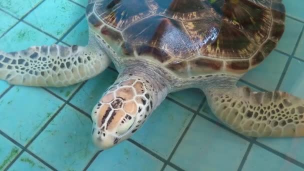 Sea Turtles Swims Conservation Pond — Stock Video
