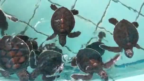 Θαλάσσιες Χελώνες Κολυμπούν Μια Λίμνη Διατήρησης — Αρχείο Βίντεο