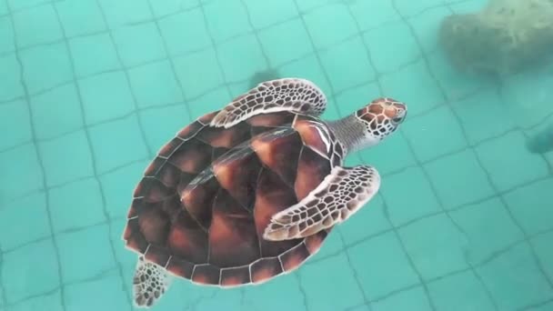 Sea Turtles Swims Conservation Pond — Stockvideo