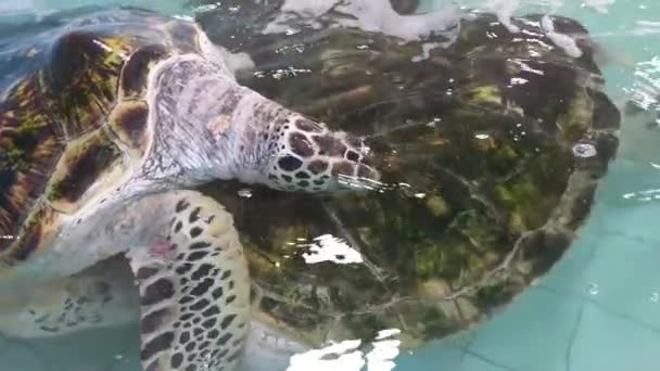 Meeresschildkröten Schwimmen Naturschutzteich — Stockvideo