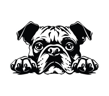 Şirin ve Meraklı Pug Köpeği Koca Gözlü Bakıyor