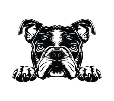 Grafik Tarzlı Şirin Buldog Kafa Resimleri