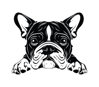 Klasik Siyah ve Beyaz Biçimli Fransız Buldog Portresi