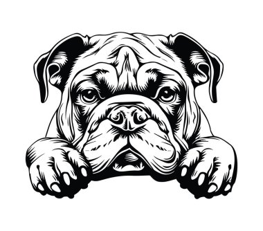 Ayrıntılı Özellikleri ve İfadeleri Olan Şirin Buldog Çizimi